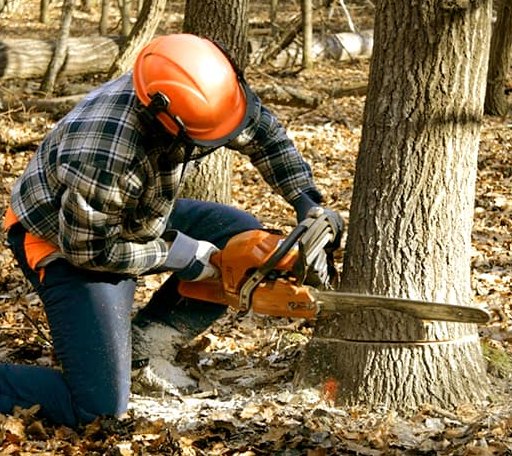 Tree Removal in Glover, VT